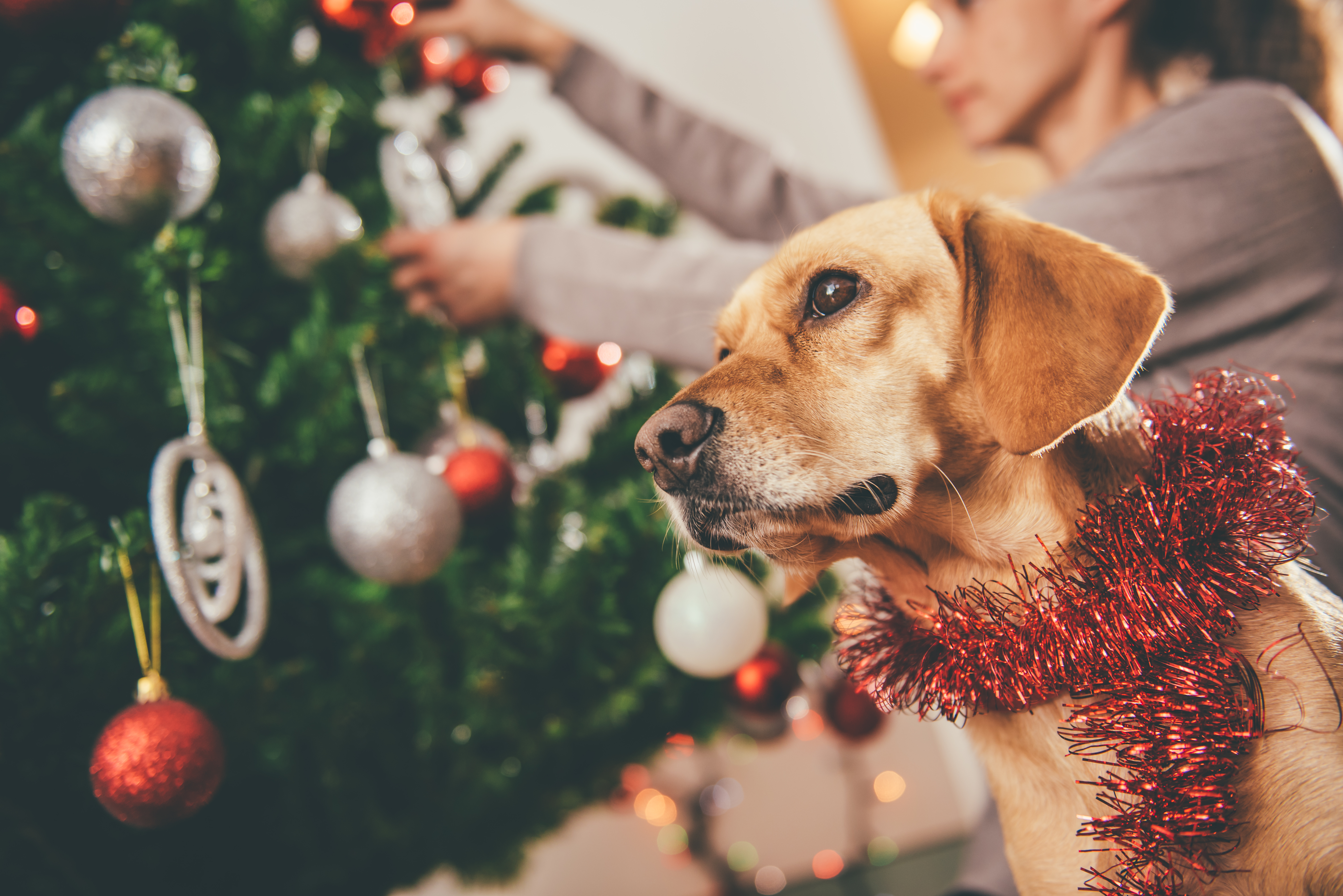 家族で過ごすクリスマス 愛犬に贈るプレゼント15選 Dear ディアー
